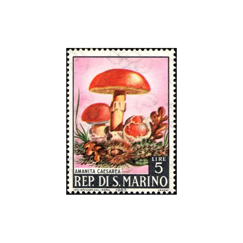 Champignons Champignons