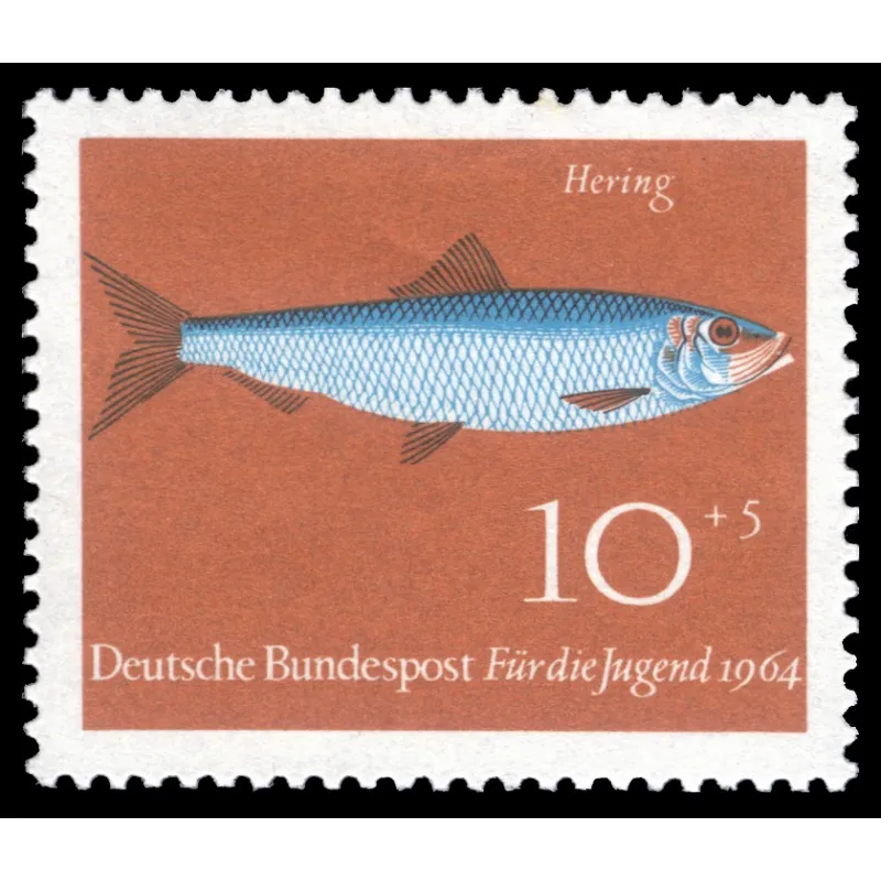 Aringa de l'Atlantique (Clupea harengus)
