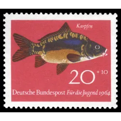Carpe commune (Cyprinus carpio)