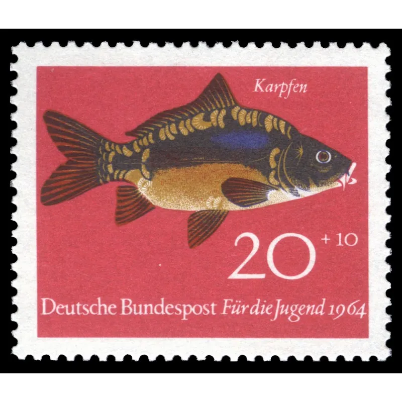 Carpe commune (Cyprinus carpio)