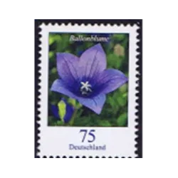 Ballonblüte (Platycodon grandiflorus)