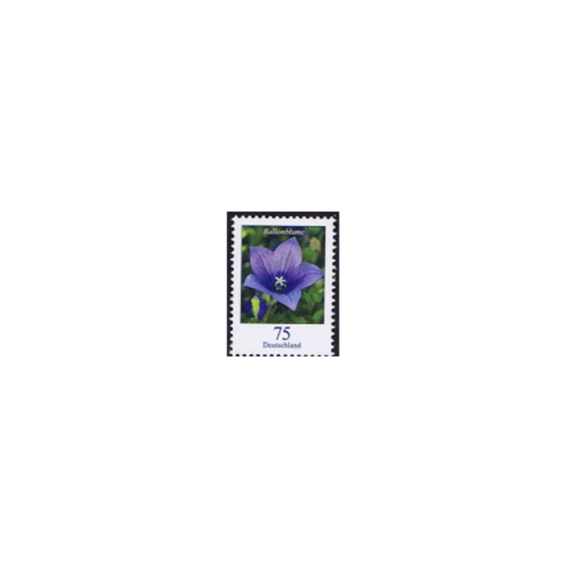 Ballonblüte (Platycodon grandiflorus)
