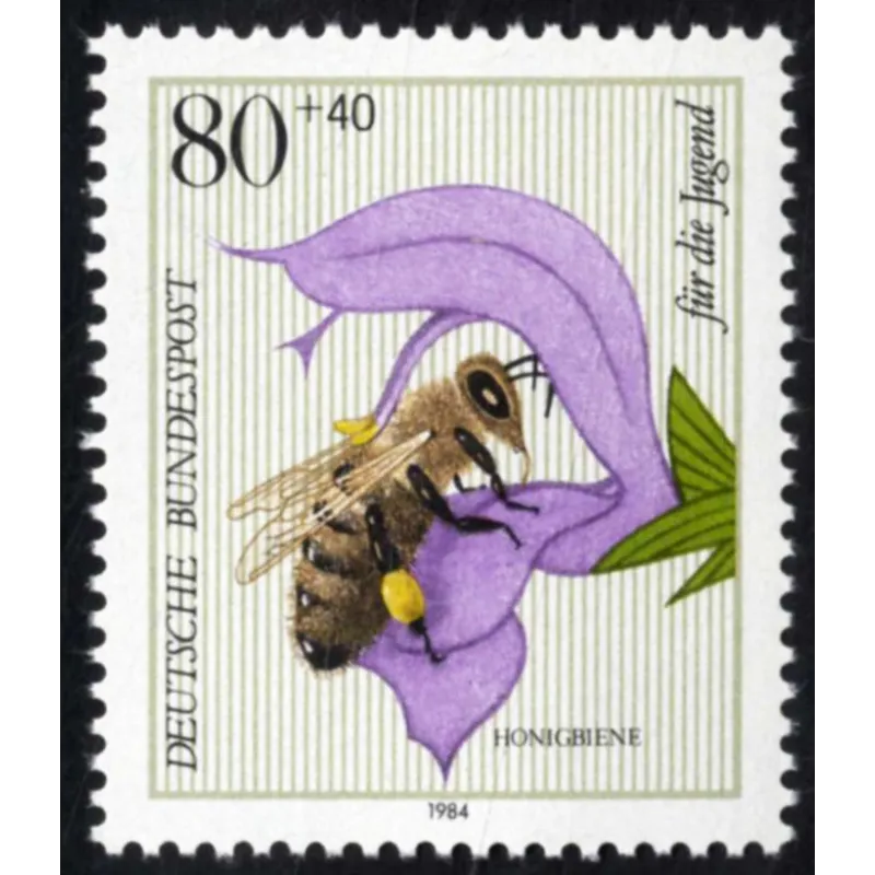 Ape mellifera (Apis mellifera) Ape mellifera (Apis mellifera)