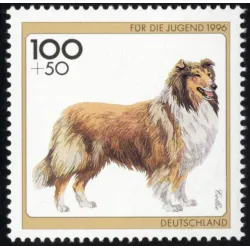Collie ruvido