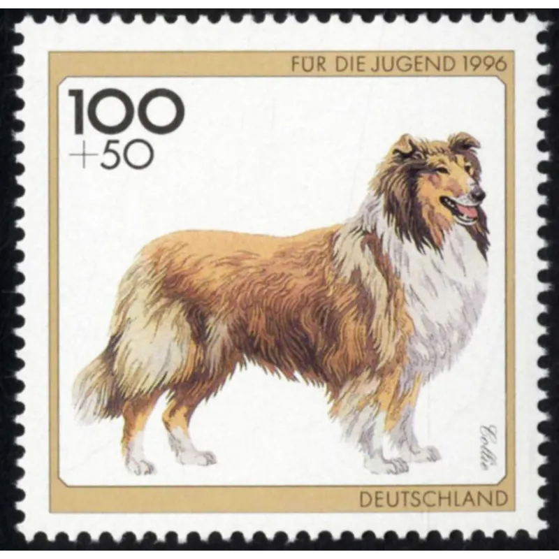 Collie ruvido
